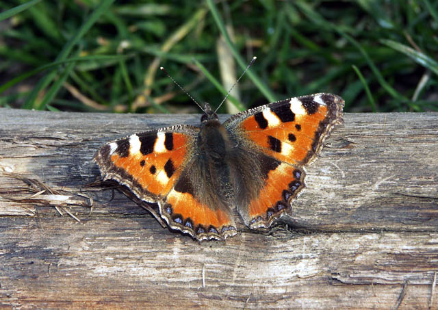 Aglais urticae - Copyright Hugues Mouret